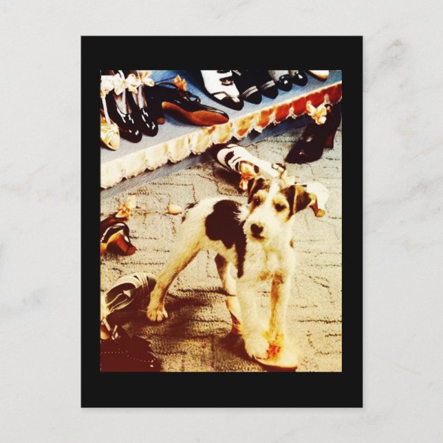 Cartão Postal Cães e Calçados (Frente)