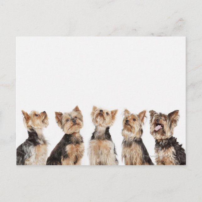 Cartão Postal Cães idênticos sentados juntos (Frente)