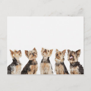 Cartão Postal Cães idênticos sentados juntos