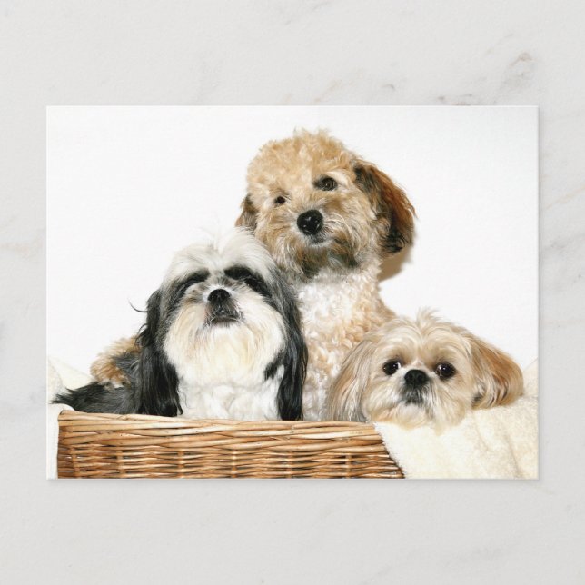 Cartão Postal Cães na cesta de roupa (Frente)
