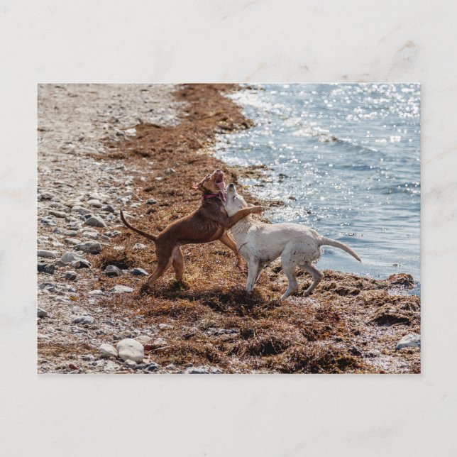 Cartão Postal Cães na praia (Frente)
