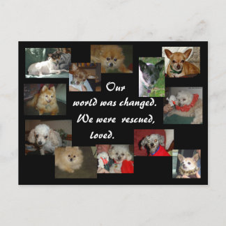 Cartão Postal Cães Recuperados