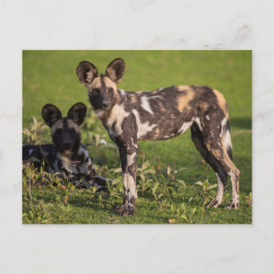 Cartão Postal Cães Selvagens Africanos na Tanzânia