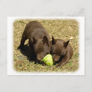 Cartão Postal Cãezinhos Kelpie australianos 9P022D-018