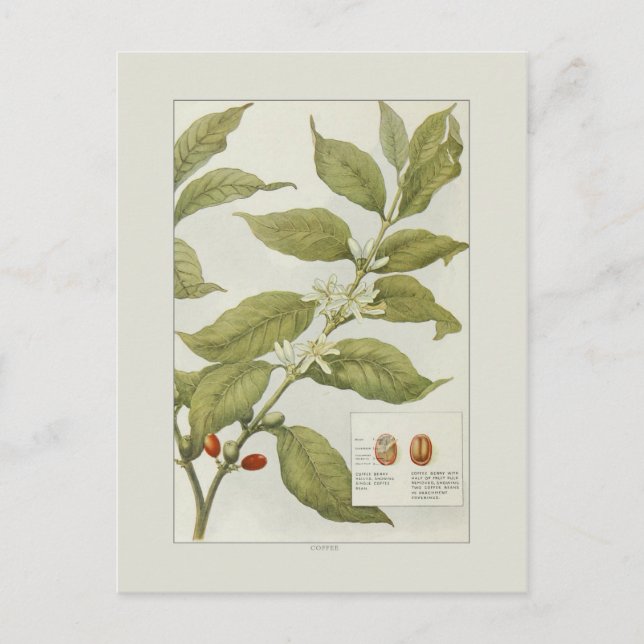 Cartão Postal Café (Frente)