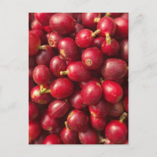 Cartão Postal Café cereja vermelho fresco e maduro