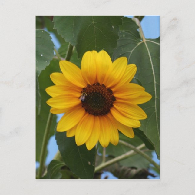 Cartão Postal Café da manhã para uma abelha! (Frente)