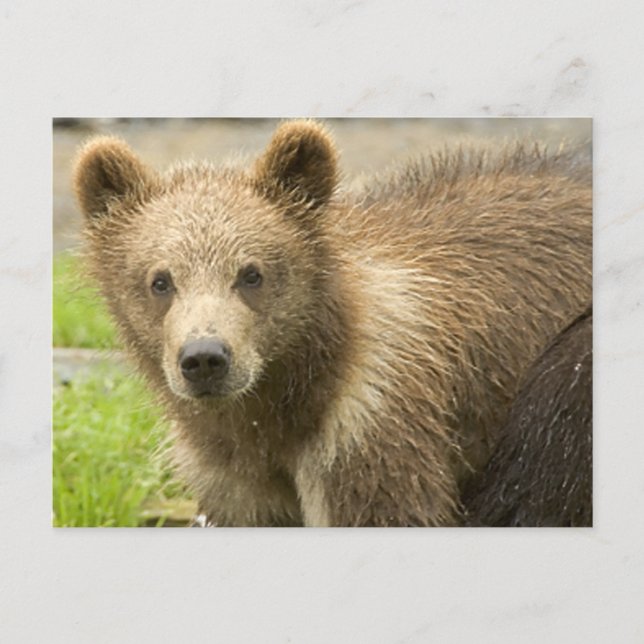 Cartão Postal Cahorro de Oso Pardo (Frente)