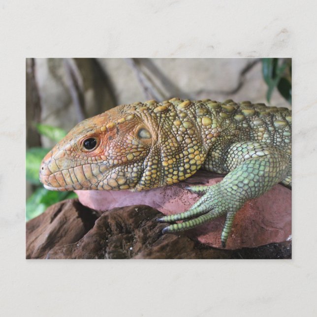 Cartão Postal Caiman Lizard nº 1 (Frente)