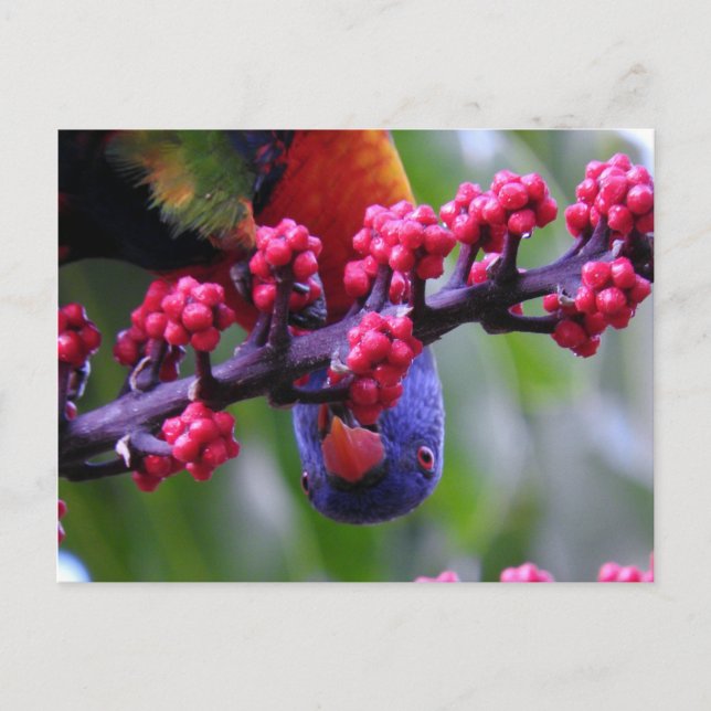 Cartão Postal Caindo em um lanche - Rainbow Lorikeet (Frente)