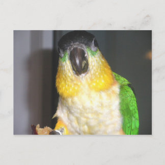 Cartão Postal Caique Preto