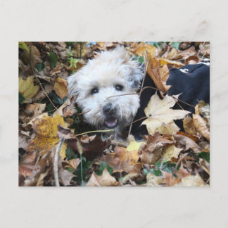 Cartão Postal Cair no outono