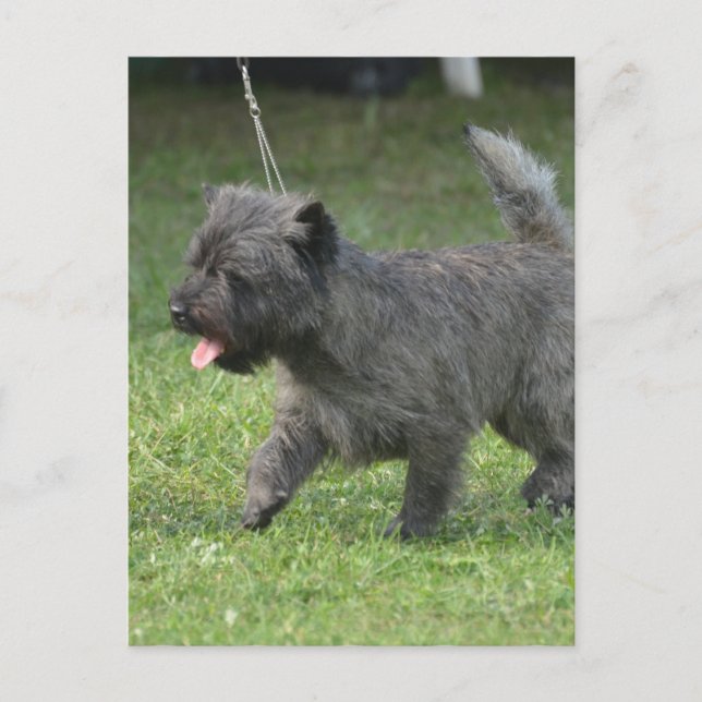 Cartão Postal Cairn Terrier (Frente)