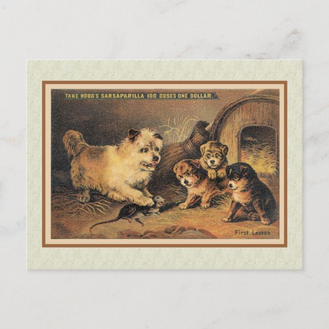 Cartão Postal Cairn Terrier Dog e suas mamas (Frente)