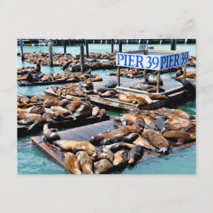 Cartão Postal Cais 39   Leões marinhos   San Francisco Califórni