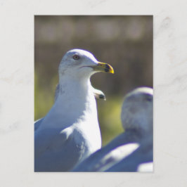 Cartão Postal Caivota em um trilho