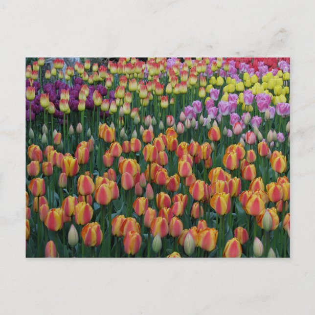 Cartão Postal Caixa de Tinta (Frente)