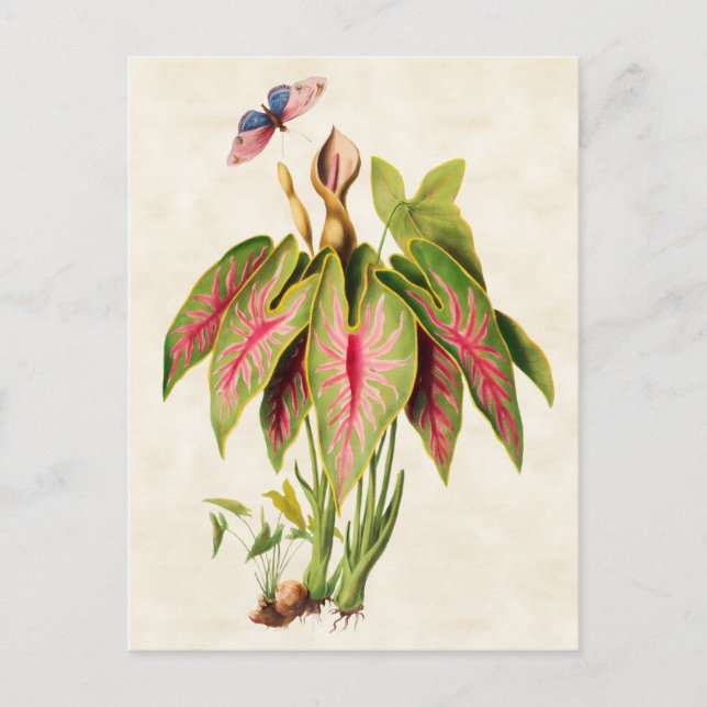 Cartão Postal Caladium Vintage Botânico (Frente)