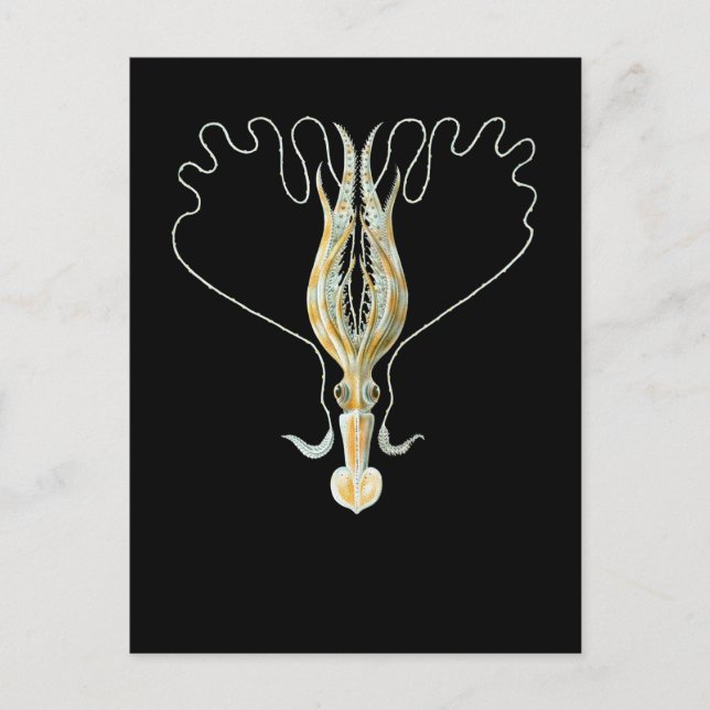 Cartão Postal calamar Longo-armado (Frente)