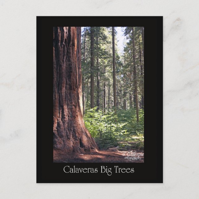 Cartão Postal Calaveras Grandes Árvores (Frente)