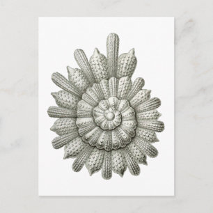 Cartão Postal Calcarina clavigera Ernst Haeckel Fine Art