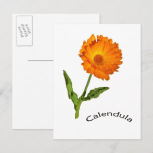 Cartão postal - Calendula