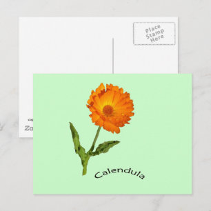 Cartão postal - Calendula com Etiqueta