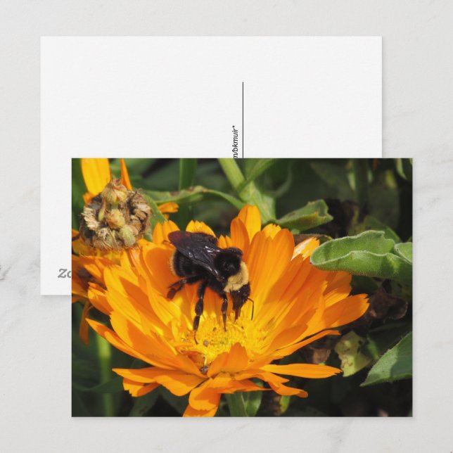 Cartão postal - Calendula e Abelha (Frente/Verso)