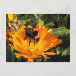 Cartão postal - Calendula e Abelha