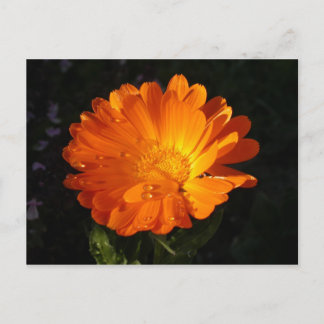 Cartão Postal Calendula officinalis