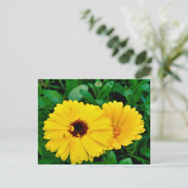 Cartão Postal Calendula Officinalis (Em pé/Frente)