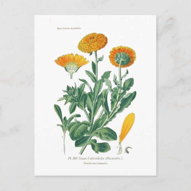 Cartão Postal Calendula officinalis (Pote marigold) (Frente)
