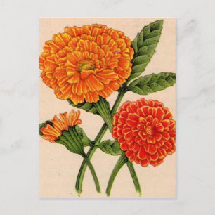 Cartão Postal calendulas em laranja