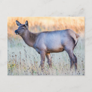 Cartão Postal Calf Elk Madison Junction, Wyoming