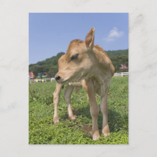 Cartão Postal Calf em pé