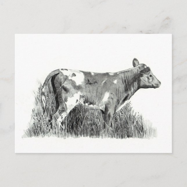 CARTÃO POSTAL CALF IN PENCIL (Frente)