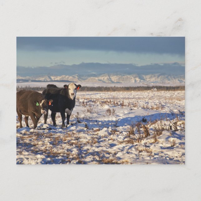 Cartão Postal calgário, alberta, canadá (Frente)