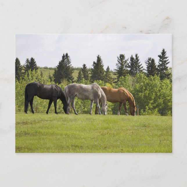 Cartão Postal Calgary, Alberta, Canadá (Frente)