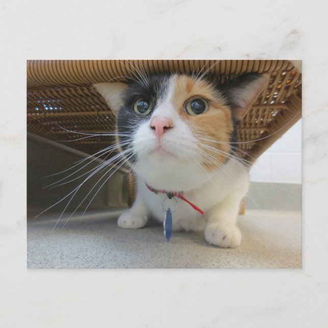 Cartão Postal Calico (Frente)