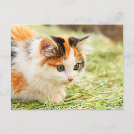 Cartão Postal Calico Cat, de olhos verdes