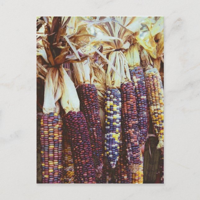 Cartão Postal Calico Corn (Frente)