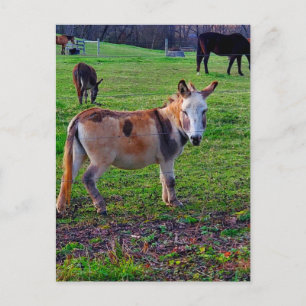 Cartão Postal Calico Donkey