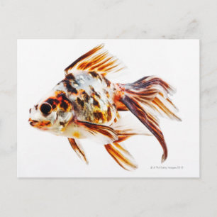 Cartão Postal Calico Fantail