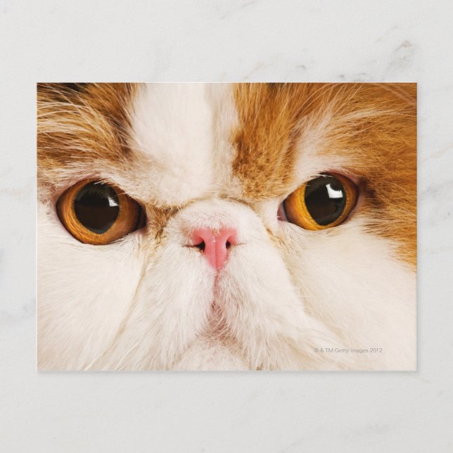 Cartão Postal Calico Harlequin Persa (Frente)