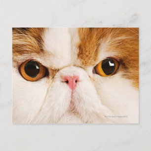 Cartão Postal Calico Harlequin Persa