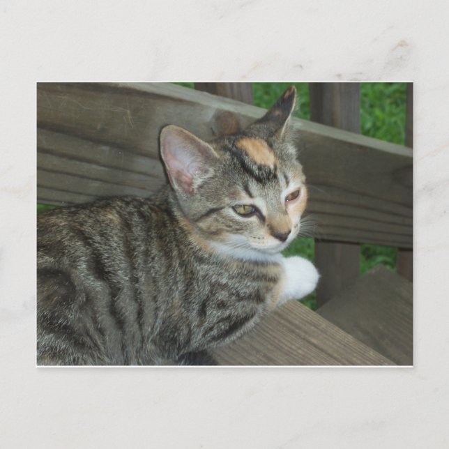 Cartão Postal Calico Kitten, 1 (Frente)