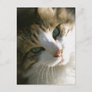 Cartão Postal Calico Tiger Cat