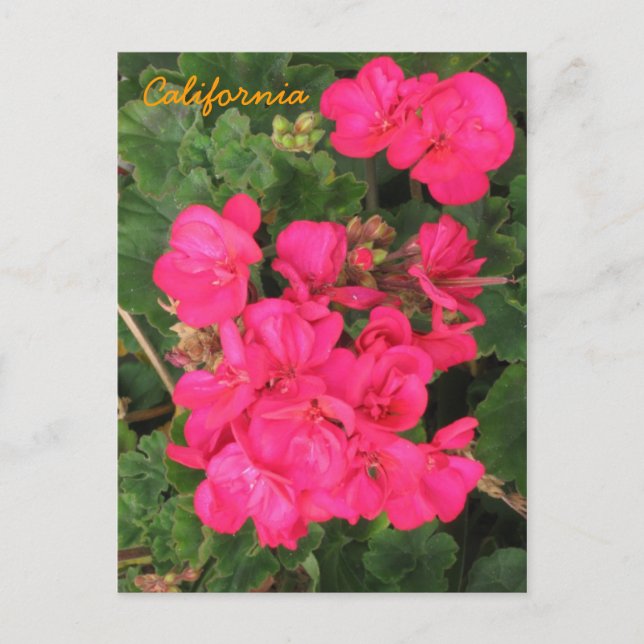 Cartão Postal Califórnia (Frente)