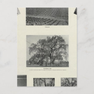 Cartão Postal Califórnia 4