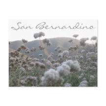 California Bucktrigo